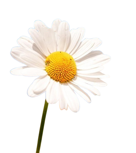 Botanical Cutout