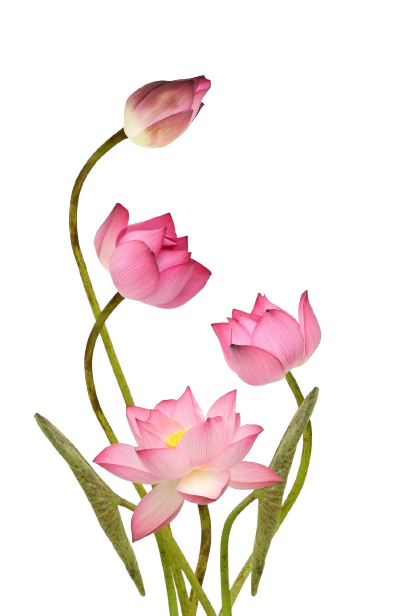 Plant Image